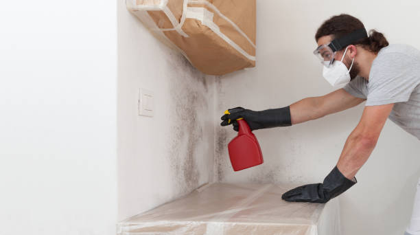 Professional Basement Mold Removal technician working in Tenafly, NJ