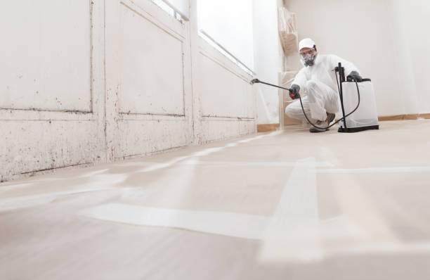 24/7 Emergency Basement Mold Removal experts in Tenafly, NJ