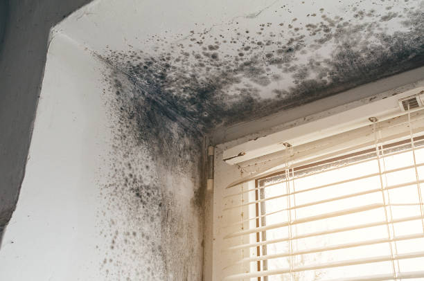 Affordable Basement Mold Removal solutions in Tenafly, NJ
